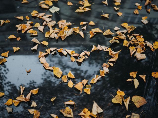 Leaves in the shape of a heart